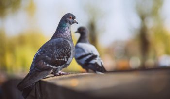 Enfermedades que transmiten las palomas