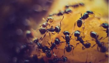 Control de plagas Asturias