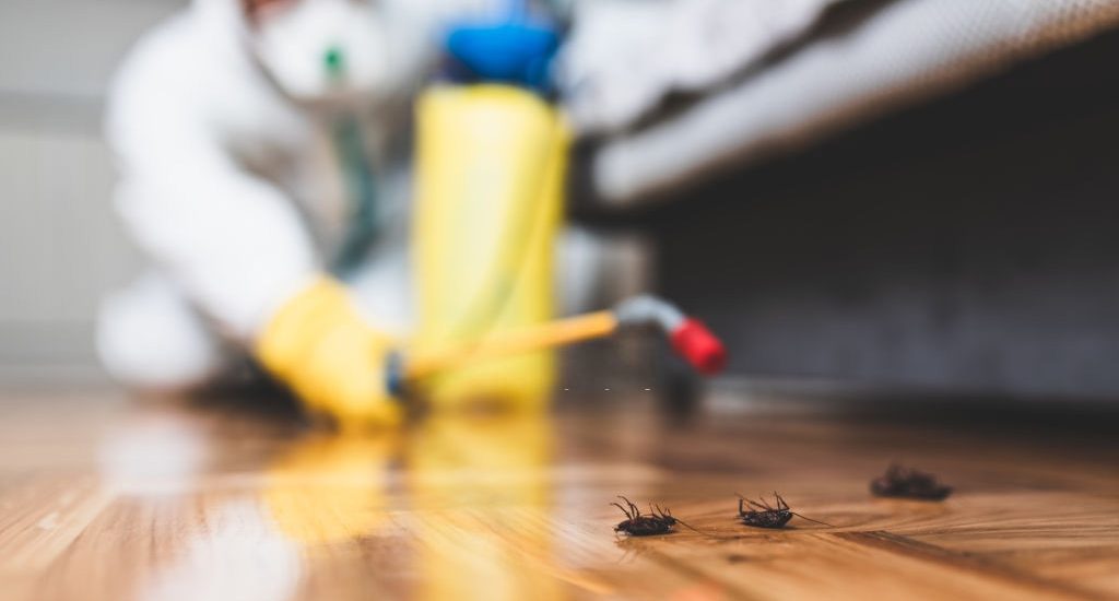 Beneficios del Mantenimiento Preventivo Contra Plagas