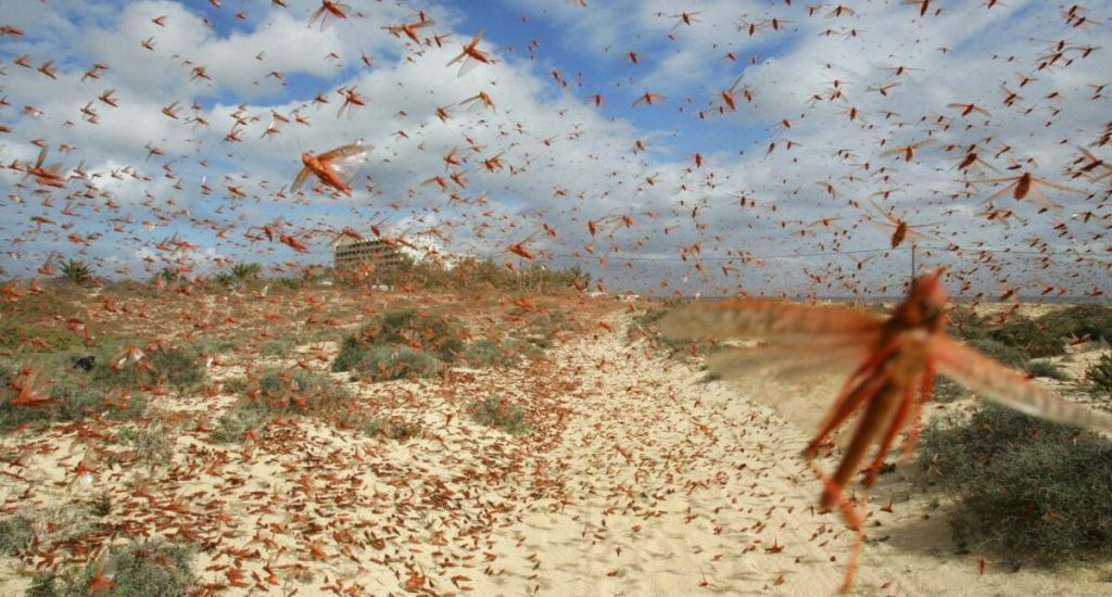 cambio climático y el aumento de plagas