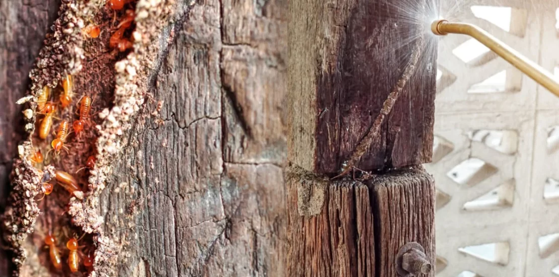 Estrategias de manejo de termitas en estructuras de madera
