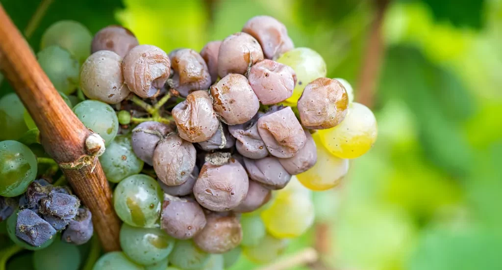 Control de plagas en la industria vinícola