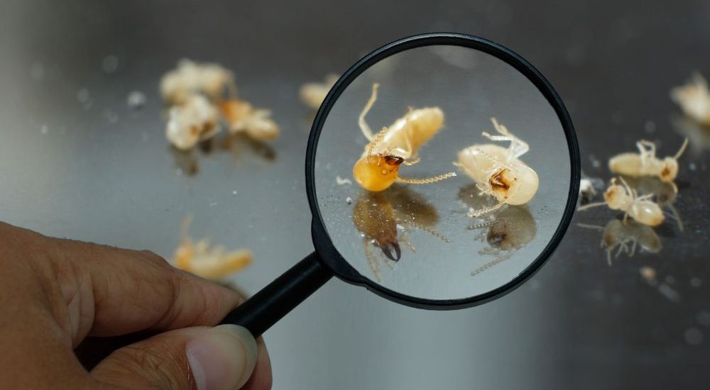 Cómo identificar infestaciones tempranas en el hogar