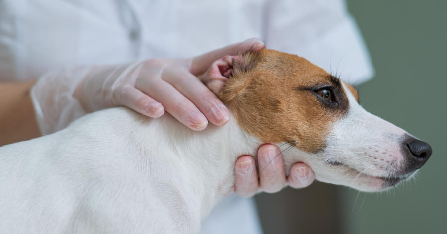 Cómo los insectos afectan la salud de mascotas