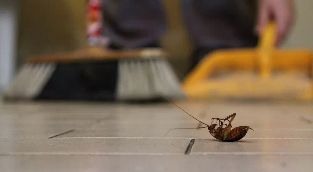 Métodos naturales para el control de insectos en restaurantes