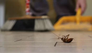 Métodos naturales para el control de insectos en restaurantes