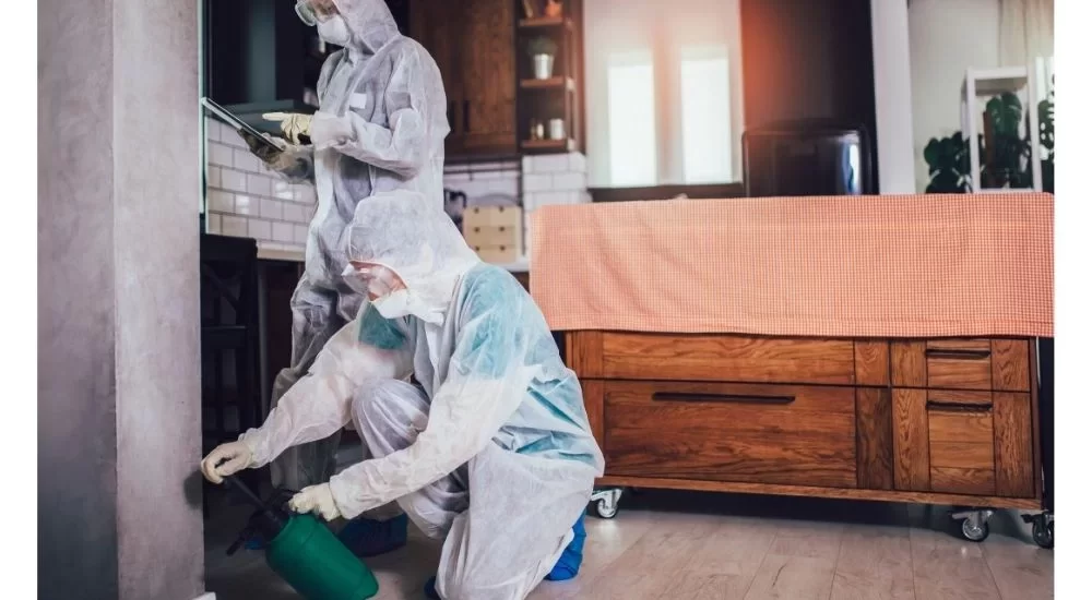 Cómo manejar plagas en viviendas vacías o desocupadas en Asturias