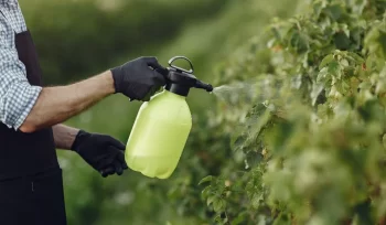 El impacto de las plagas en el turismo rural en Asturias y cómo mitigarlo