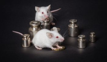 Plagas en almacenes logísticos: prevención y control