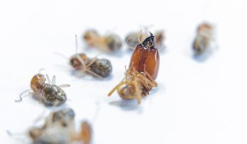 Cómo mantener un entorno libre de plagas durante eventos al aire libre