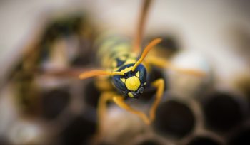 Cómo detectar nidos de avispas en Asturias en zonas residenciales
