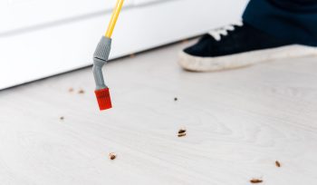 Cómo actuar ante una infestación masiva en comunidades de vecinos